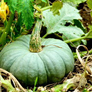 zucca mirtilli a colazione